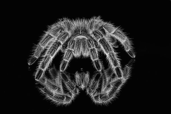Jones, Adam 아티스트의 Black and white of Mexican redknee tarantula reflected on mirror작품입니다.